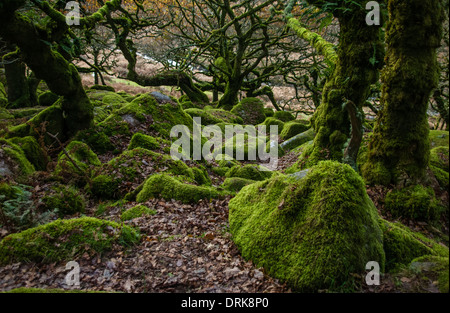 Wistmans Holz, eine alte Eichenwälder auf Dartmoor, devon Stockfoto