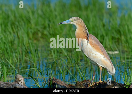 Squacco Heron (Ardeola Ralloides), Griechenland, Europa Stockfoto