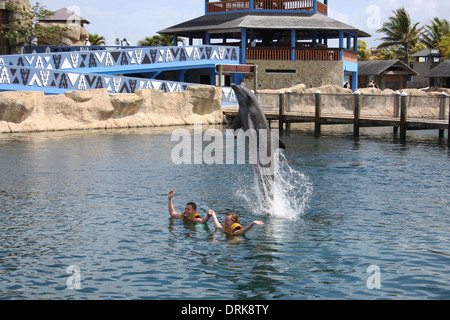 Ausgebildete darstellenden Delfine anzeigen bei Ocean Wort in Puerto Plata, Dominikanische Republik Stockfoto