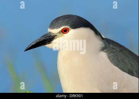 Schwarz-gekrönter Nachtreiher (Nycticorax Nycticorax), Griechenland, Europa Stockfoto