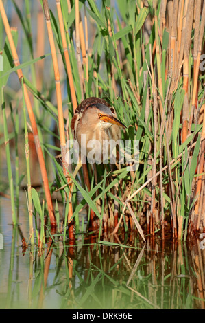 Kleine Rohrdommel (Ixobrychus Minutus), Weiblich, Griechenland, Europa Stockfoto