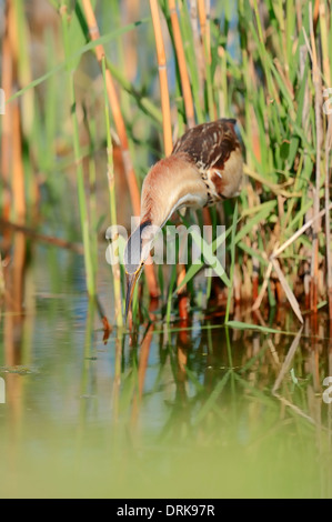 Kleine Rohrdommel (Ixobrychus Minutus), Weiblich, Griechenland, Europa Stockfoto