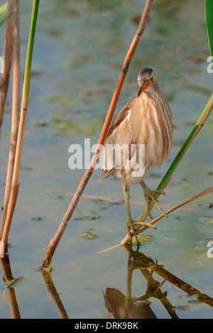 Kleine Rohrdommel (Ixobrychus Minutus), Weiblich, Griechenland, Europa Stockfoto