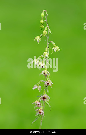 Breitblättrigen Helleborine (Epipactis Helleborine), Nordrhein-Westfalen, Deutschland, Europa Stockfoto