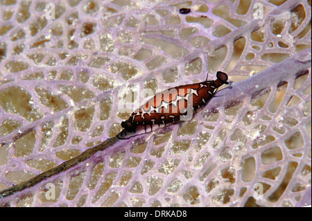 Eine dreieckige Cyphoma auf Gorgonien in Little Cayman. Stockfoto