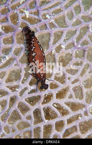 Eine dreieckige Cyphoma auf Gorgonien in Little Cayman. Stockfoto