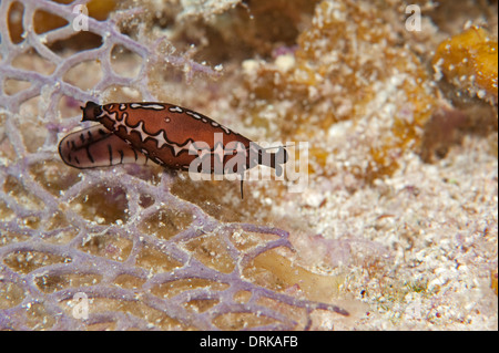 Eine dreieckige Cyphoma auf Gorgonien in Little Cayman. Stockfoto