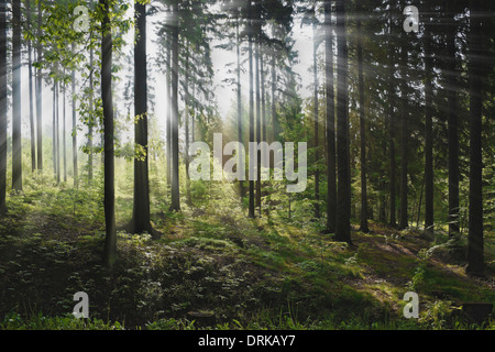 Mischwald im Sommer scheint die Sonne durch die Bäume, Deutschland, Europa Stockfoto