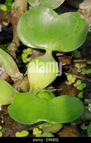 Gemeinsamen Wasserhyazinthe (Eichhornia Crassipes), Blätter, Keoladeo Ghana Nationalpark, Rajasthan, Indien Stockfoto