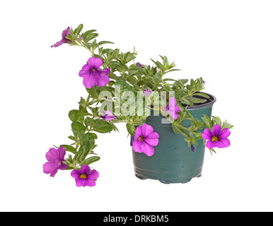 Eingemachten Sämling von einem Calibrachoa isoliert gegen weiß Stockfoto