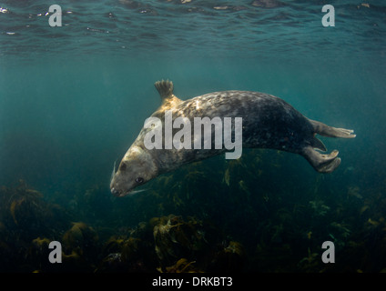 Spielerische grau seal Schwimmen unter Wasser, Isles of Scilly, England, Großbritannien Stockfoto