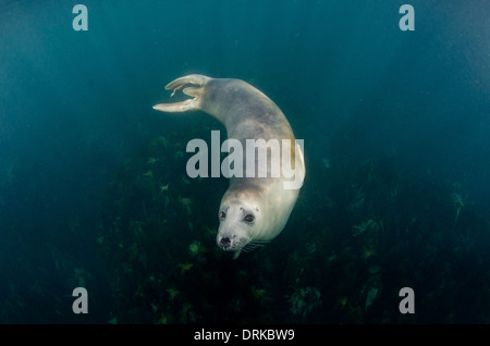 Neugierige junge grau versiegeln unter Wasser, Halichoerus Grypus, Isles of Scilly, Großbritannien Stockfoto