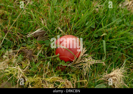 Ein Waxcap Pilz, wahrscheinlich Hygrocybe Coccinea wächst in Grünland Stockfoto