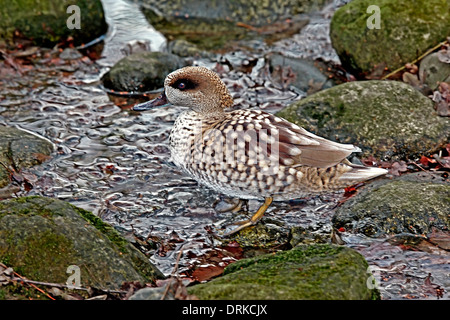 Marmoriert/Petrol (Marmaronetta Angustirostris) auf einem gefrorenen Bach Stockfoto