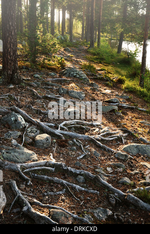 Steinigen Boden mit dicken Wurzeln am finnischen Wald Stockfoto