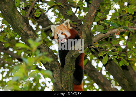 Kleinere Panda (Ailurus Fulgens) in einem Baum in Bambus ein Bergmischwald Stockfoto