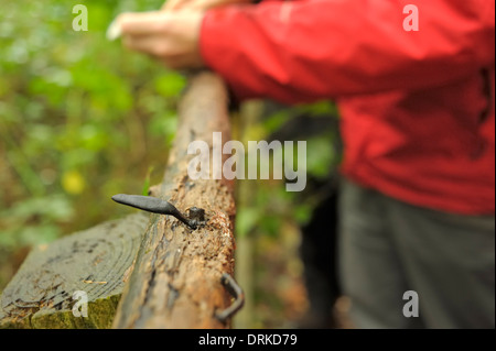 Toter Mann Finger, Xylaria polymorpha Stockfoto