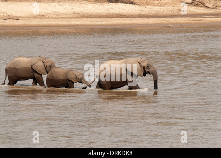 Afrikanischer Elefant (Loxodonta Africana). Drei Elefanten überqueren einen seichten Fluss in der Trockenzeit. Stockfoto