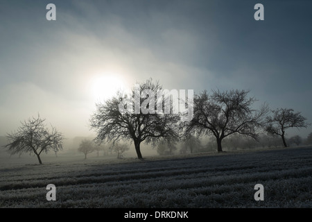 Deutschland, Baden-Württemberg, Tuttlingen Bezirk, Wiese mit vereinzelten Obstbäume und Nebelschwaden Stockfoto