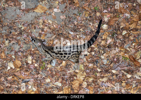 Large-spotted Genet (Genetta Tigrina). Auch bekannt als die gestromt oder rostig-spotted Genet. Stockfoto