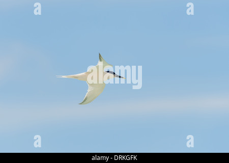 Brandseeschwalbe, Sterna Sandvicensis, Brandseeschwalbe Stockfoto