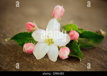 Birne Blüte auf Holztisch Stockfoto