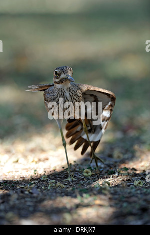 Wasser Thick-knee (Burhinus Vermiculatus) im Krüger Nationalpark, Südafrika Stockfoto