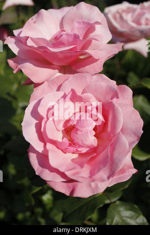 Schöne Königin Elizabeth Rosen in voller Blüte Stockfoto