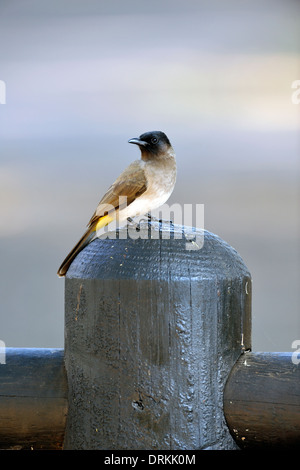 Dunkel-capped (Schwarzäugige) Bulbul (Pycnonotus Barbatus) im Krüger Nationalpark, Südafrika Stockfoto