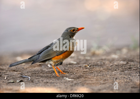 Kurrichane Drossel (Turdus Libonyana) im Krüger Nationalpark, Südafrika Stockfoto