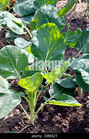 Bio Rosenkohl neue grüne Triebe im Gemüsegarten wachsen Stockfoto