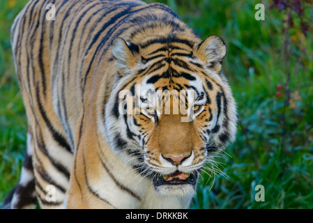 Sibirischer Tiger, Panthera Tigris Altaica, Sibirischer Tiger Stockfoto