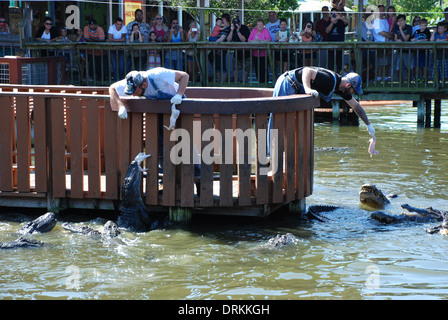 Gatorland Jumperoo zeigen Alligatoren von zwei Pfleger gefüttert Stockfoto