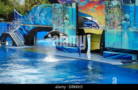 Shamu Sprung ins Pool Sea World Orlando Florida USA Stockfoto