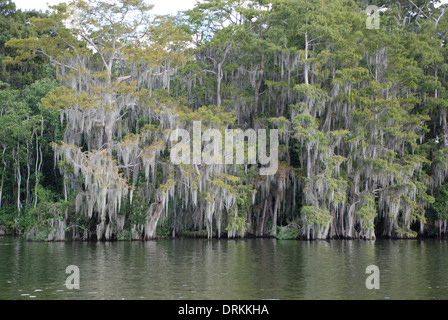 Spanish Moss hängen an Bäumen in Florida Stockfoto