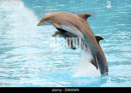 Zwei Delphine springen aus dem Wasser. Stockfoto