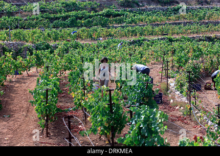 Griechenland Kykladen Sikinos Manalis Weingut 2014 Trauben Ernte Stockfoto