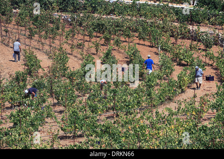 Griechenland Kykladen Sikinos Manalis Weingut 2014 Trauben Ernte Stockfoto