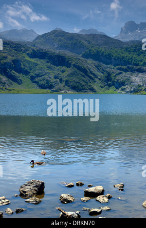 Lagos de Covadonga im Bereich Berggipfel Europas. Ercina See mit Enten. Cangas de Onis, Asturien, Spanien Stockfoto