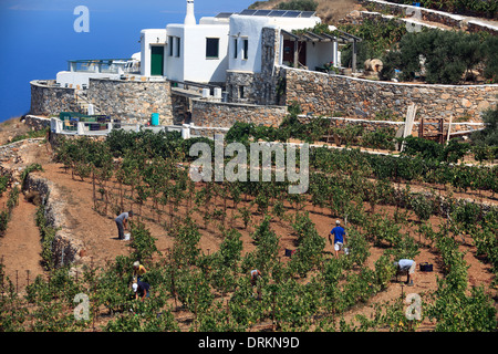 Griechenland Kykladen Sikinos Manalis Weingut 2014 Trauben Ernte Stockfoto