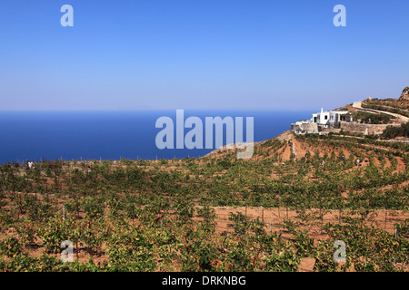 Griechenland Kykladen Sikinos Manalis Weingut 2014 Trauben Ernte Stockfoto