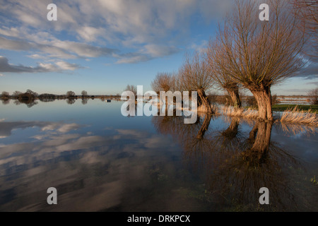 Verfing Weiden Kante am Totney fuhr auf Tadham Moor auf der Somerset Ebene im Südwesten von England ein überflutet Stockfoto