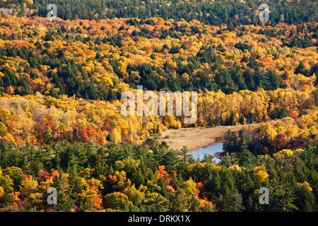 Wunderbare gelb und Orange zieren die Baumkronen in Killarney Provincial Park, Ontario, Kanada. Stockfoto