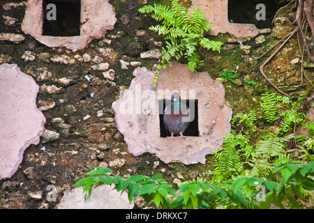 Taube-Quartiere in den alten Stadtmauern und Baumwurzeln, in Old San Juan, Puerto Rico Stockfoto