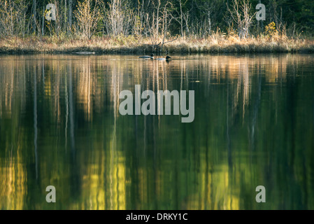 Ein gestecktes paar gemeinsame Seetaucher auf ein Alaskan-See mit Baum Spiegelungen im Wasser. Stockfoto