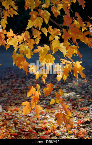 Amur-Ahorn-Blätter Stockfoto