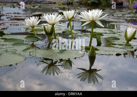 Seerosen im Wasser gespiegelt Stockfoto