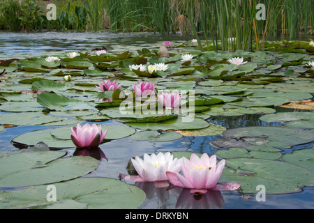 Tropische Seerosen Stockfoto