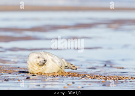 Eine weiße beschichtete grau seal Pup Betten am Strand, Nordseeküste, Norfolk, England Stockfoto