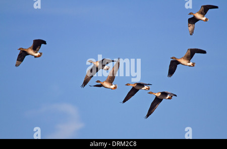 Sieben fliegende Saatgänse am blauen Himmel Stockfoto